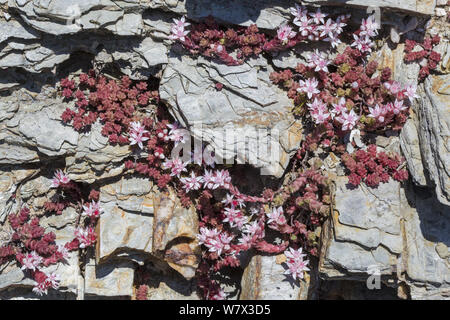 Stonecrop inglese (Sedum anglicum) cresce su esposta una scogliera. Devon, Regno Unito. Giugno. Foto Stock