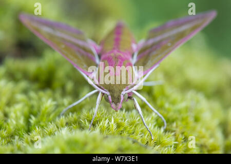 Elephant Hawkmoth (Deilephila elpenor) Oxfordshire, Regno Unito. Luglio. Foto Stock