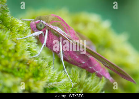 Elephant Hawkmoth (Deilephila elpenor) Oxfordshire, Regno Unito. Luglio. Foto Stock