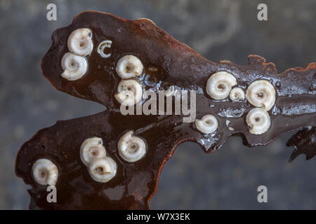 Tubo worm (Spirorbis spirorbis) su Wrack dentata (Fucus serratus). Isola di Skye, Ebridi Interne, Scotland, Regno Unito Foto Stock