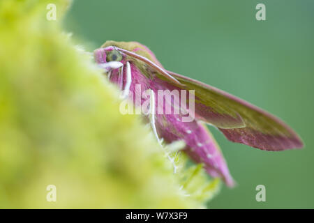 Elephant Hawkmoth (Deilephila elpenor) Oxfordshire, Regno Unito. Luglio. Foto Stock