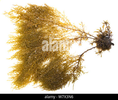 Giapponese (wireweed Sargassum muticum) su sfondo bianco in un campo mobile studio. Devon, Regno Unito. Giugno. Specie invasive. Foto Stock