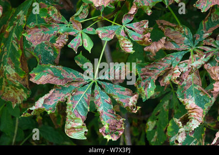 Ippocastano foglie (Aesculus hippocastanum) infettati con foglie Miner Tarma (Cameraria ohridella) Parco Nazionale di Peak District, Derbyshire, Regno Unito. Luglio. Questa è una specie invasive. Foto Stock