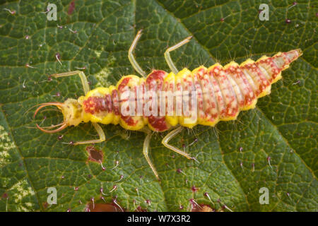 Comuni / Verde Goldeneye Lacewing (Chrysoperla carnea) larva, Parco Nazionale di Peak District, Derbyshire, Regno Unito. Agosto. Foto Stock