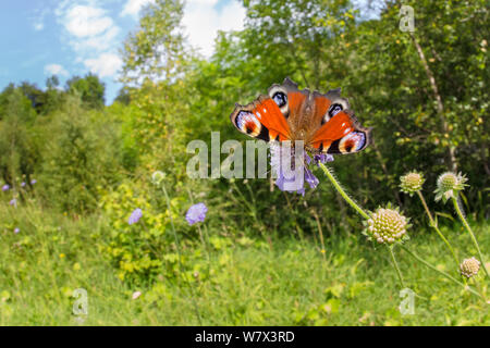 Farfalla pavone (Inachis io) alimentazione sul campo (Scabious Knautia arvense) in disuso cava di calcare. Parco Nazionale di Peak District, Derbyshire, Regno Unito. Agosto. Foto Stock