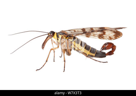 Scorpione comune volare maschio (Panorpa communis) su uno sfondo bianco nel campo mobile studio. Nordtirol, Tirol, Alpi austriache, Austria. Agosto. Foto Stock