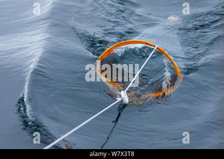 Scienziato utilizzando il plancton net al sondaggio fauna marina. Isle of Mull, Scozia, Giugno. Foto Stock