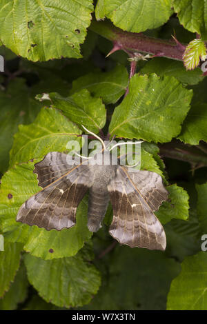 Il PIOPPO Hawkmoth (Laothoe populi) maschio, Devon, Regno Unito. Giugno. Foto Stock