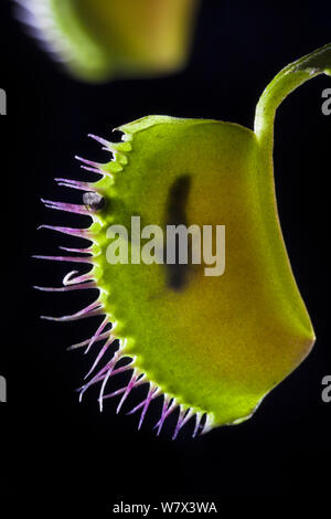 Venus Flytrap (Dionaea muscipula) foglie con intrappolato volare. Foto Stock