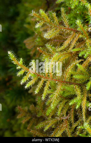 Rosso-derivava Feather-moss (Pleurozium schreberi) Parco Nazionale del Distretto dei Laghi, Cumbria, Regno Unito. Febbraio. Foto Stock