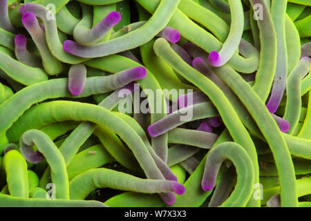 Snakelocks Anemone (Anemonia viridis), modulo di colore verde in un rockpool, Devon, Regno Unito. Giugno. Foto Stock