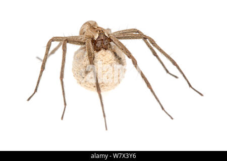 Vivaio Spider Web (Pisaura mirabilis) femmina uovo porta sac, contro uno sfondo bianco. Parco Nazionale di Peak District, Derbyshire, Regno Unito. Giugno. Foto Stock