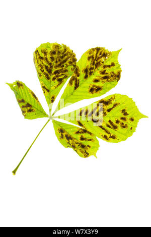 Ippocastano foglie (Aesculus hippocastanum) infettati con foglie Miner Tarma (Cameraria ohridella) su uno sfondo bianco. Parco Nazionale di Peak District, Derbyshire, Regno Unito. Luglio. Questo insetto è una specie esotiche invasive per il Regno Unito. Foto Stock