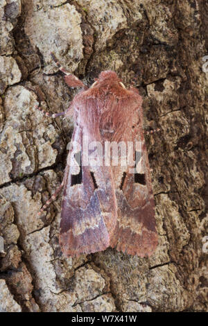 Carattere ebraico (Orthosia gothica) moth. Parco Nazionale di Peak District, Derbyshire, Regno Unito. Aprile. Foto Stock