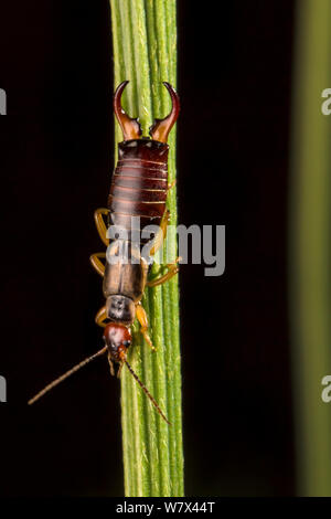 Comune di Earwig maschio (Forficula auricularia) sul gambo di pianta di notte. Derbyshire, Regno Unito. Agosto. Foto Stock