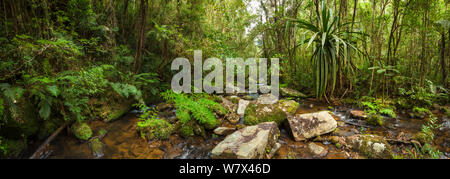 Fiume che scorre attraverso la foresta pluviale montane. Andasibe-Mantadia NP, Est del Madagascar. Foto Stock