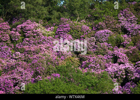 Rhododendron (Rhododendron ponticum) in fiore. Parco Nazionale di Peak District, Derbyshire, Regno Unito. Giugno. Specie invasive. Foto Stock