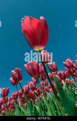 I tulipani (Tulipa sp.) in fiore, Swaffham, Norfolk, Regno Unito, Aprile. Foto Stock