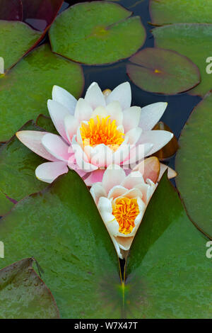 Ninfea Bianca (Nymphaea alba) e lascia nel laghetto in giardino. Nel Regno Unito, in giugno. Foto Stock