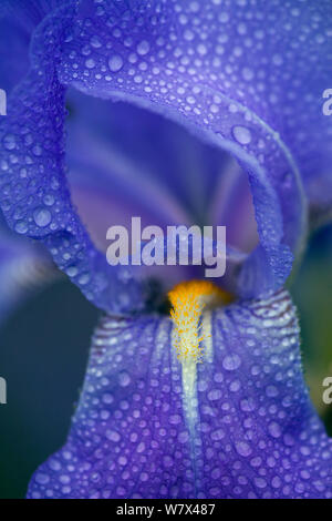 Fiore di Iris (Iris sp.) dopo la pioggia, Norfolk, Regno Unito, Giugno. Foto Stock