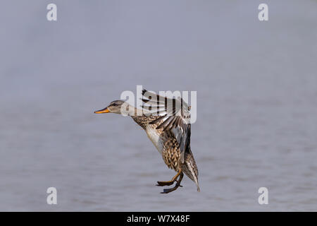 Canapiglia (Anas strepera) in atterraggio a Cley natura eserve, North Norfolk, Regno Unito, maggio. Foto Stock