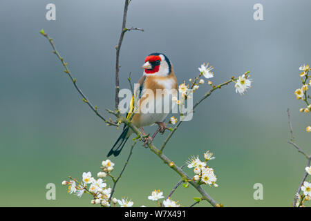 Cardellino (Carduelis carduelis) sul prugnolo blossom. Norfolk, Regno Unito, Marzo. Foto Stock