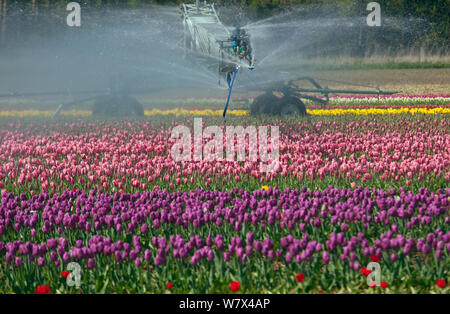 I tulipani (Tulipa sp.) essendo irrigata durante la molla a secco meteo. Swaffham, Norfolk, aprile 2014. Foto Stock