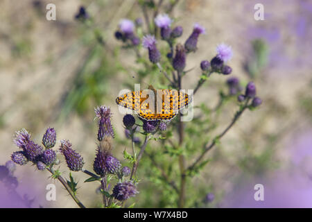 Verde scuro (fritillary Argynnis aglaja) su creeping thistle. Burnham Overy dune di sabbia, Norfolk, Regno Unito, Luglio. Foto Stock