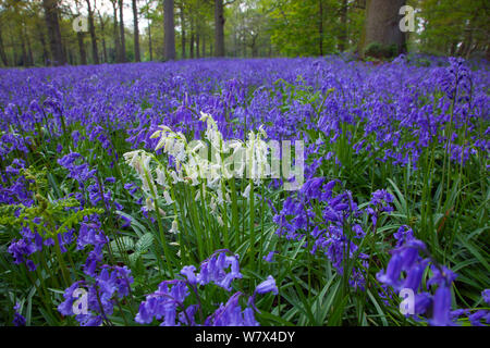Bluebells (Hyacinthoides non scripta) cresce nei boschi. Blickling grande bosco, UK, Aprile. Foto Stock