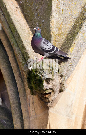 Piccioni selvatici (Columba livia) sulla facciata ovest della Cattedrale di Wells, Somerset, Regno Unito, Aprile. Foto Stock