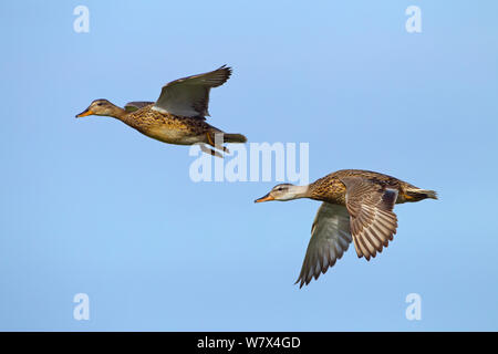 Gadwalls (Anas strepera) in volo su Cley paludi, Norfolk, Regno Unito, Giugno. Foto Stock