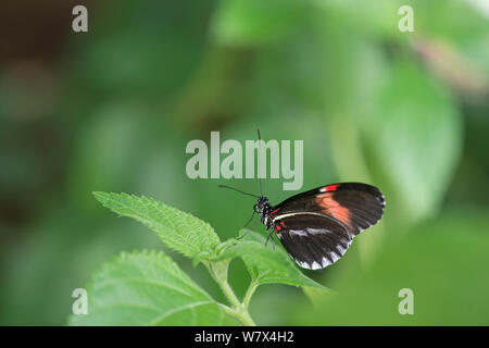 Portalettere butterfly (Heliconius melpomene :), Butterfly Farm, Captive. Si verifica in America Centrale e America del Sud. Foto Stock