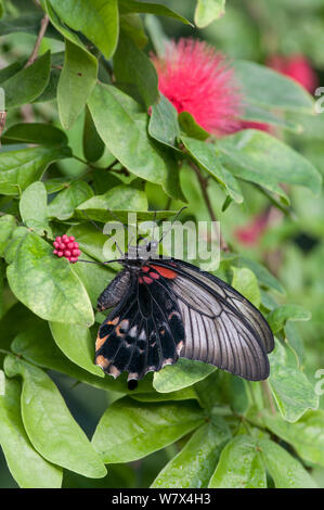 Scarlet mormone (Papilio rumanzovia), Captive. Si verifica in Asia del Sud e Oceania. Foto Stock