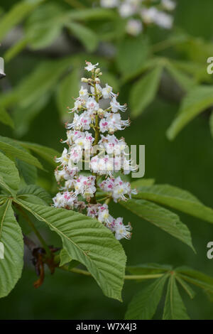 Ippocastano tree (Aesculus hippocastanum) fiori in primavera. Surrey, Inghilterra, Aprile. Foto Stock