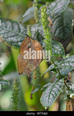 Indian leafwing butterfly (Kallima paralekta). Captive. Si verifica in Indonesia. Foto Stock