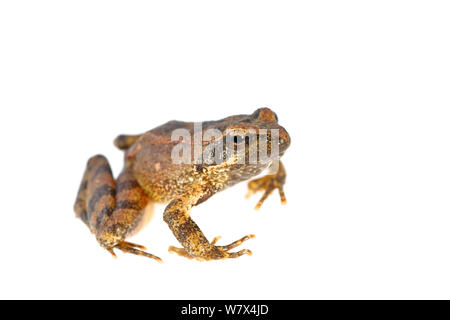 Flusso di italiani (rana rana italica) contro uno sfondo bianco, Italia, Aprile. Condizioni controllate. Foto Stock