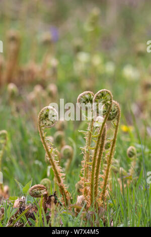 Squamosa felce maschio (Dryopteris affinis), dispiegarsi fronde, Lancashire, Regno Unito. Aprile. Foto Stock