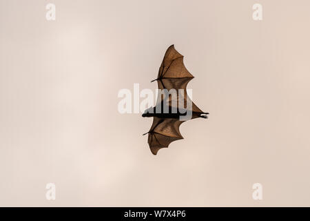 Little Red flying fox (Pteropus scapulatus) in volo, il fiume selvaggio, Heberton, Australia. Foto Stock