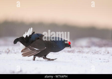 Forcelli (Tetrao tetrix) maschio visualizzazione a lek sulla coperta di neve la brughiera, all'inizio della primavera, Scozia, Aprile. Foto Stock