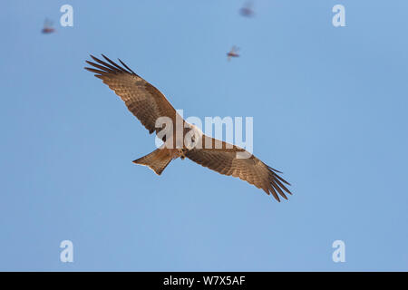 Giallo-fatturati Kite (Milvus aegyptus) cattura e mangiare locusta migratoria, Isalo National Park, Madagascar. Agosto. Foto Stock