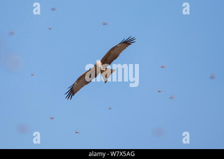 Giallo-fatturati Kite (Milvus aegyptus) cattura e mangiare locusta migratoria, Isalo National Park, Madagascar. Agosto. Foto Stock