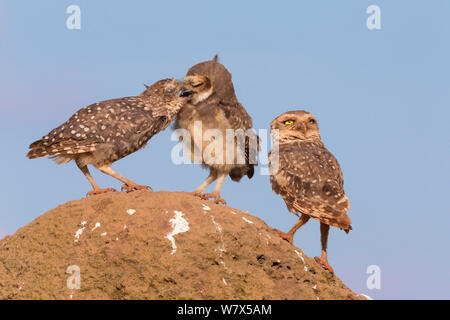 Scavando la civetta (Athene cunicularia) due adulti ed un bambino di alimentazione, Serra da Canastra National Park, Brasile, gennaio. Foto Stock