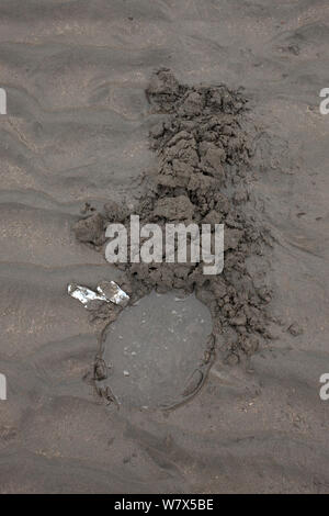 Foro nella sabbia lasciato da orso grizzly / Coastal l'orso bruno (Ursus arctos horribilis) lo scavo di vongole sul tidal flats, il Parco Nazionale del Lago Clark, Alaska, Stati Uniti d'America. Giugno 2013. Foto Stock