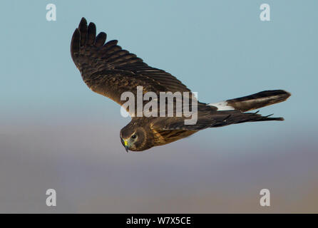 Northern Harrier (Circus cyaneus) la caccia su Apache del Bosque riserva, Nuovo Messico, Stati Uniti d'America. Dicembre. Foto Stock