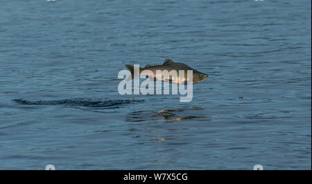 Rosa Salmone (Oncorhynchus gorbuscha) saltando a monte, Starrigavan Creek Estuary, a nord di Sitka, Alaska, STATI UNITI D'AMERICA, Agosto. Foto Stock