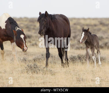 Il mustang selvatici cavallo con il puledro McCullough picchi Area di allevamento, Wyoming negli Stati Uniti. Foto Stock