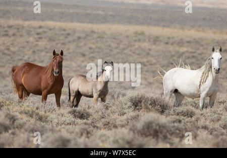 Il mustang selvatici cavallo vicino alla città di Adobe, Wyoming negli Stati Uniti. Foto Stock