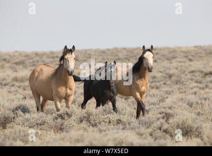 Il mustang selvatici cavalli con un puledro vicino alla città di Adobe, Wyoming negli Stati Uniti. Foto Stock