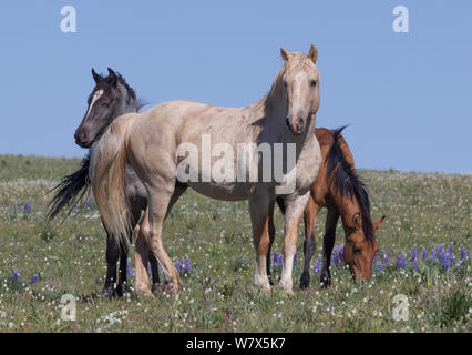 Wild Mustange cavalli al pascolo, Pryor montagne, Montana, USA. Foto Stock