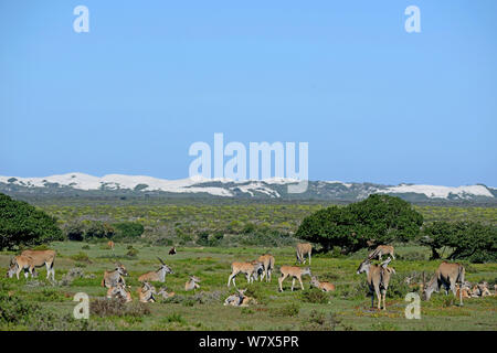 Eland (Tragelaphus oryx) allevamento e dune. De Hoop Riserva Naturale, Western Cape, Sud Africa. Foto Stock